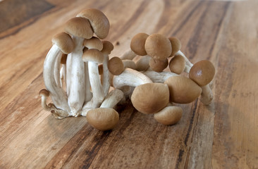 Ripe honey mushrooms