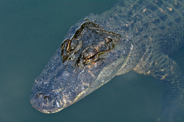 American alligator up close and personal in the water