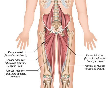 Anatomie der Hüftbeuger, Adduktoren mit Beschreibung deutsch - latain