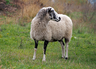 Obraz na płótnie Canvas One sheep standing on green meadow
