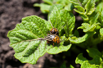 Two colorado beetles on potato leaves