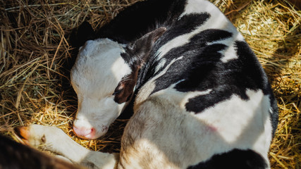 The newborn calf lying in the pen on a dairy farm
