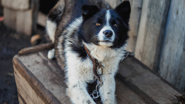Poor dog near his house