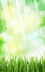 Fototapeta na wymiar Sunny spring background with grass and bokeh