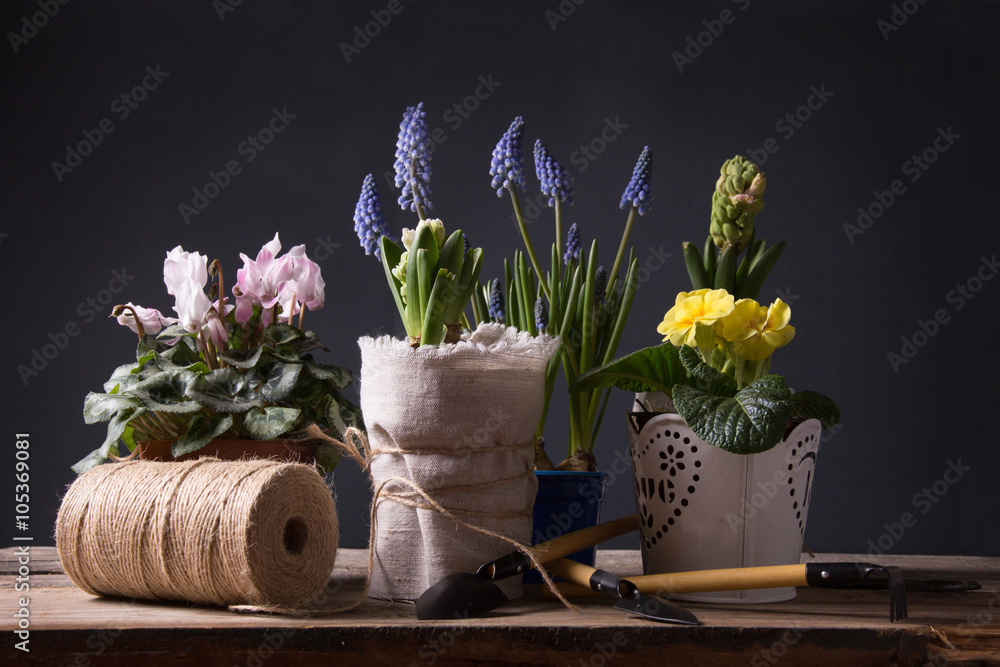 Wall mural Caring for houseplants