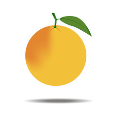 Grapefruit Fruit Icon