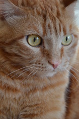 red fluffy cat in the morning sun, red tabby cat with yellow eyes