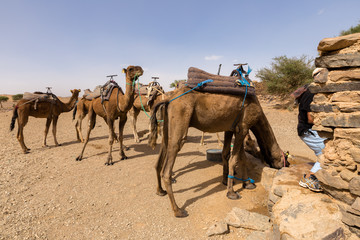 camels drink water from the well