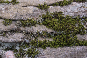 Moss on Stone