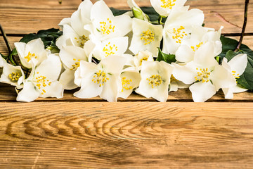 Jasmine flowers on wood background.