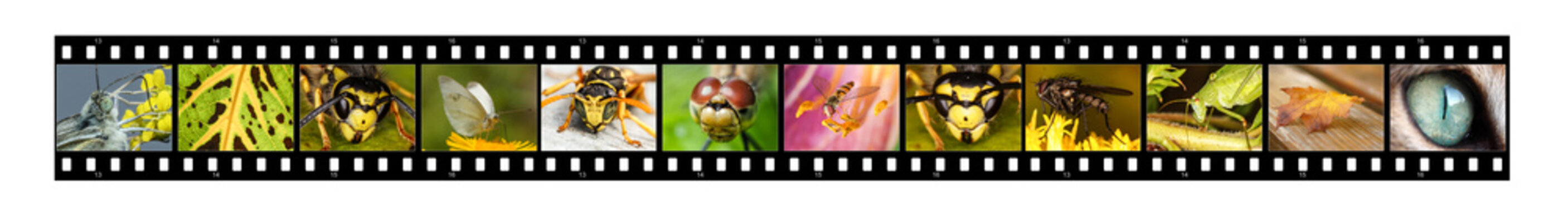 photographic film