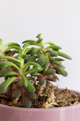 Decorative green succulent container plant on white background