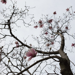Japanese magnolia tree branches and flowers against a white sky (focus towards bottom)