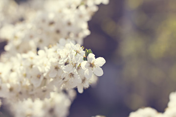 Apricot tree flowers. Spring white flowers on a tree branch. Apricot tree in bloom. Spring, seasons, time of year. White flowers of apricot tree