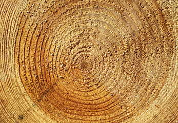 Cut of long-tailed timber. Close up shot.