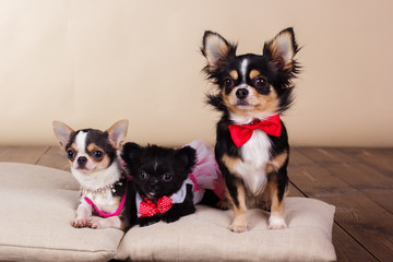 Family of chihuahua dogs on pillows in studio