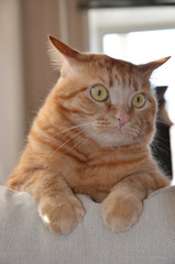 red fluffy cat in the morning sun, red tabby cat with yellow eyes