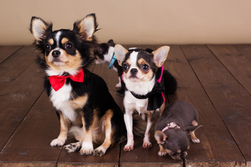 Chihuahua family are wearing dog-collar