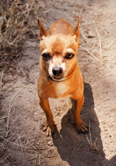 Little cute Chihuahua