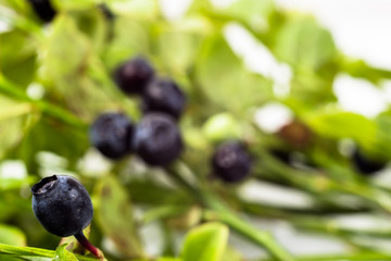 Blueberries on bushes with leaves, macro