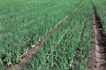 Row of large onions growing in soil