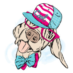 Funny dog wearing a cap and sunglasses. Vector illustration. Cool dog.