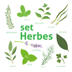 Aromatic herbs set. Fresh herbs and spices set. Vector illustration. eps 10.
