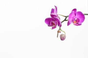 Fototapeta na wymiar beautiful sprig of pink orchid falinopsis on a white background