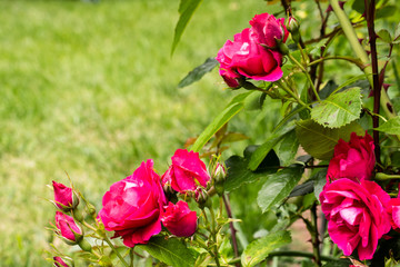 Pink roses flowers in the summer garden