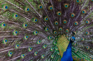 Obraz premium Close up image of a Peacock displaying tail feathers.