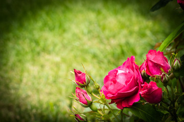 Pink roses flowers in the summer garden