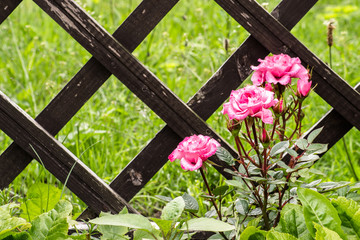 Fototapeta na wymiar Pink roses flowers in the summer garden