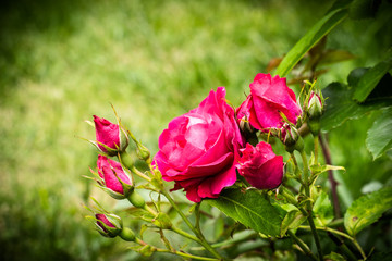 Pink roses flowers in the summer garden