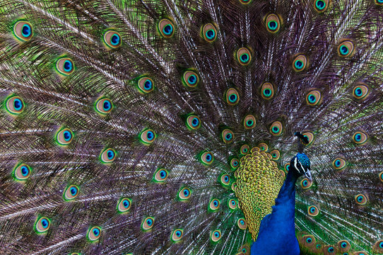 Close up image of a Peacock displaying tail feathers.
