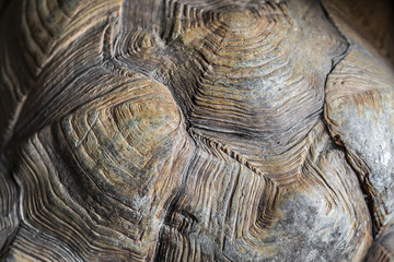turtle carapace  in detail