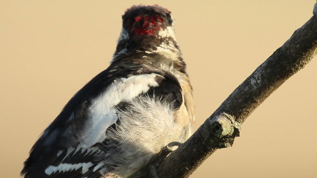 Great spotted woodpecker finding insects and perching on old tree in the forest. The branch is above forest foliage and blurred green background.