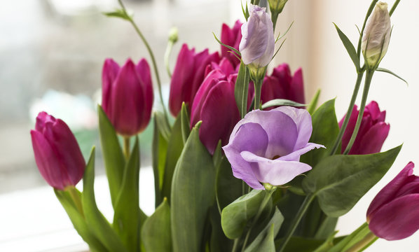 Bouquet of fresh purple tulips and eustoma flower
