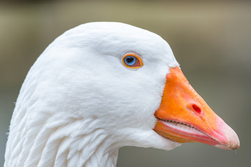 Große, prächtige, schneeweiße Hausgans mit blauen Augen
