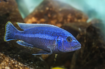 cichlids aquarium fish (Malawi)