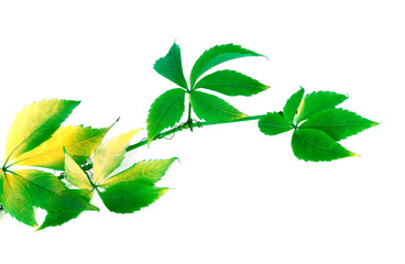Branch of grapes leaves (Parthenocissus quinquefolia foliage)