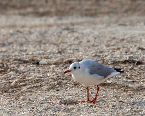 Seagull walking on sand