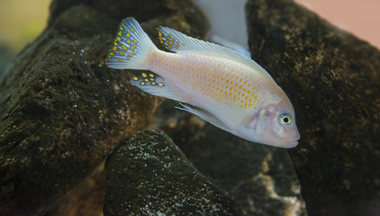 Obraz na płótnie Canvas Pseudotropheus zebra - aquarium fish (Malawi)