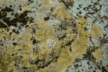 Lichen and Stone