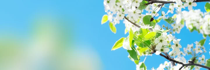 Photo sur Plexiglas Printemps Fleur de printemps