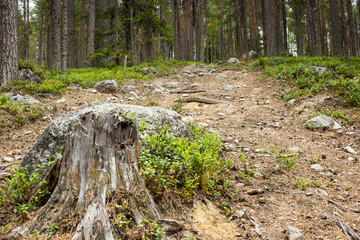 Stump on the path