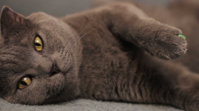 British  shorthair gray cat lying on the sofa