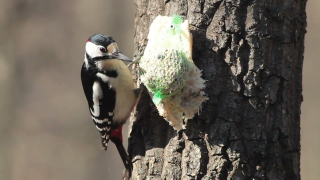 The Great Spotted Woodpecker feeding on a fatball and seeds at a bird feeder, Dendrocopos major