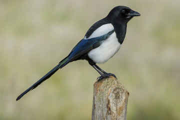 Magpie (Pica pica), perched on a log