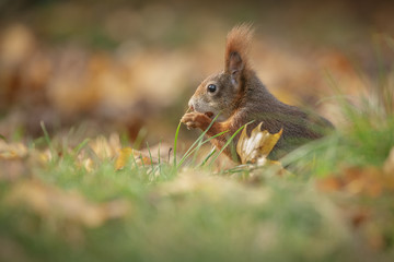 Naklejka na ściany i meble Squirrel in autumn hidiing in grass