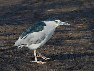 Black-crowned night heron (Nycticorax nycticorax)